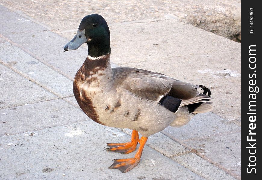 Beautiful duck with a stone background