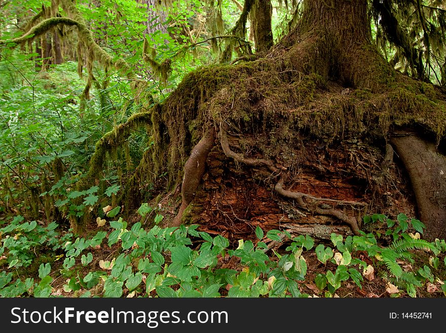 Moss covered tree roots in the wilderness