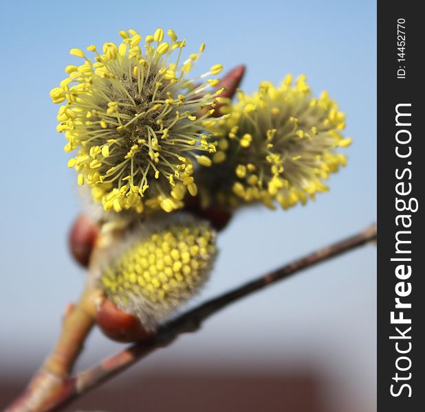 Willow yellow life spring wakbeautye up charm Flowers and gardens Plants and trees sky