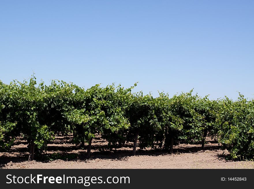 Scenic view of a Napa Valley vineyard