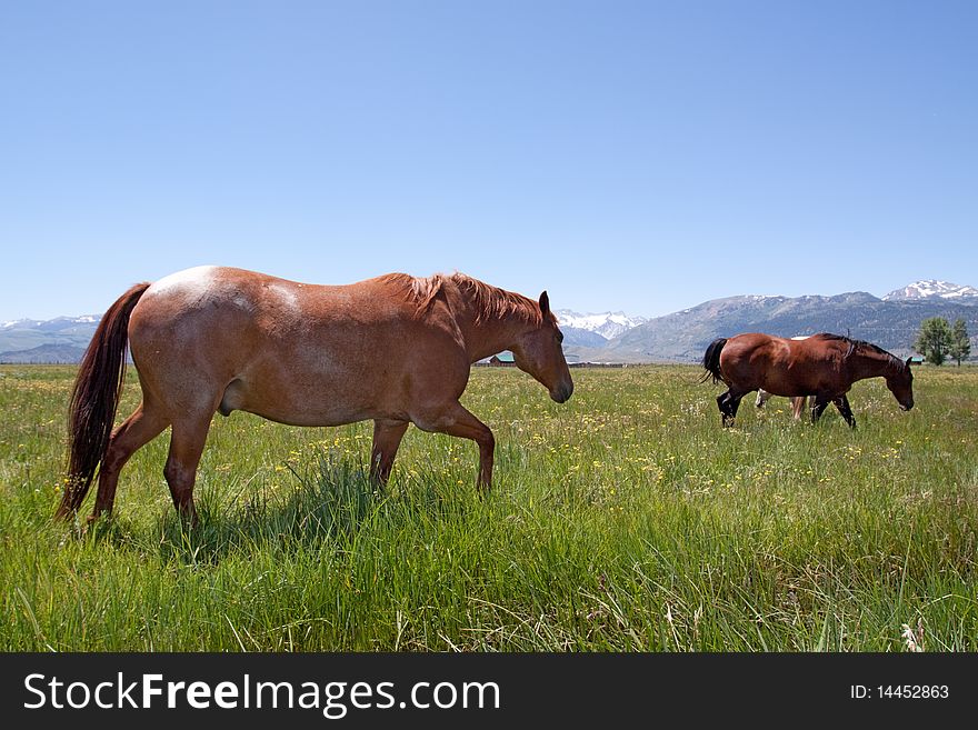 Horses grazing on an open field