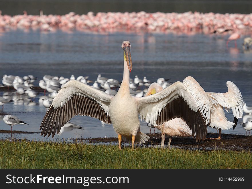 Great White Pelican In Front Of Flamingos