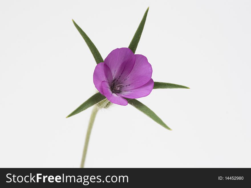 Purple flower isolated on white background