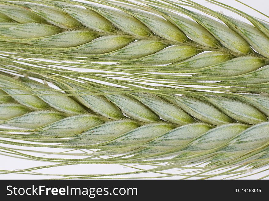 Green wheat background, macro texture