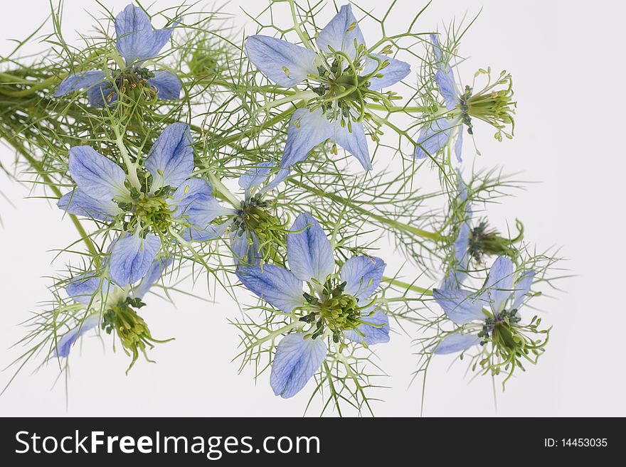 Blue flowers isolated on white background