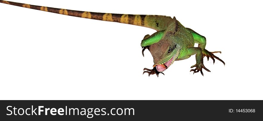 Picture shows a lizard of the genus Agama, which has a worm in its mouth. Animal isolated on a white background. Picture shows a lizard of the genus Agama, which has a worm in its mouth. Animal isolated on a white background