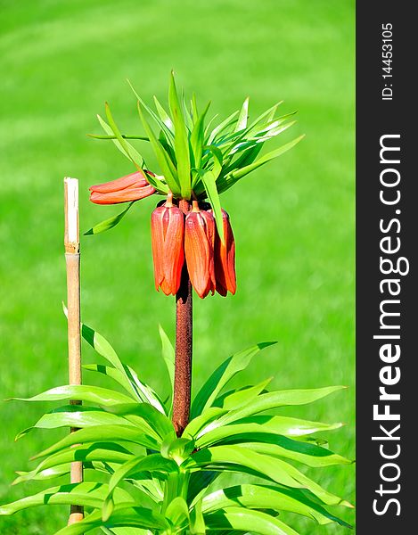 The photo shows a flower called the imperial crown on the background of the lawn. The photo shows a flower called the imperial crown on the background of the lawn.