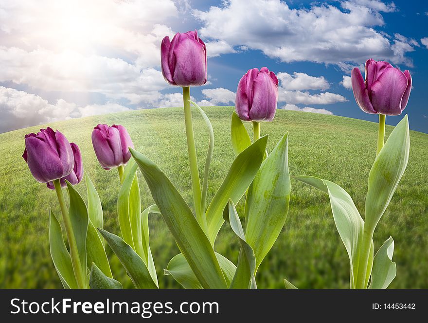 Purple Tulips Over Grass Field and Sky