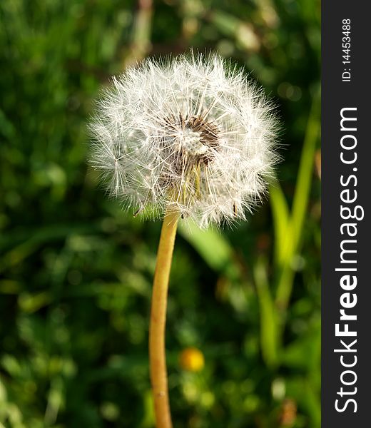 Color photo of a dandelion on a background of green grass