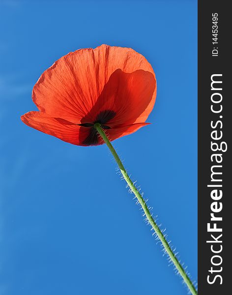 Poppy on sky background. Nature composition. Poppy on sky background. Nature composition.