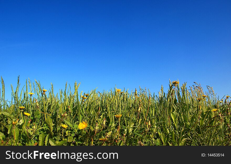 Color photograph of green grass on blue sky. Color photograph of green grass on blue sky