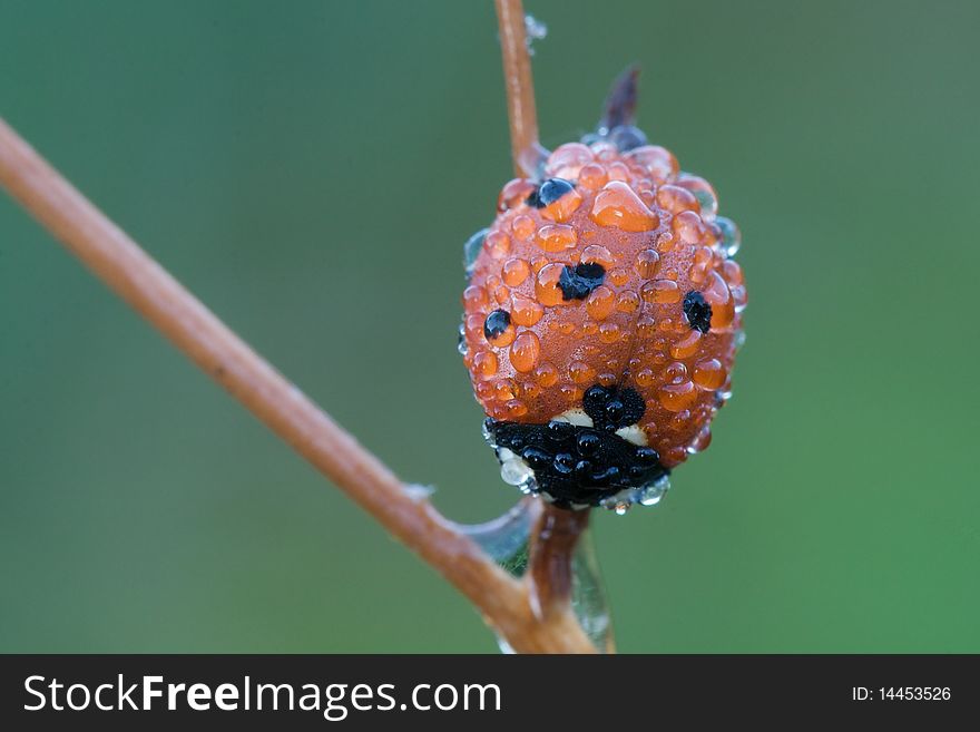 Ladybug on a branch covered with dew