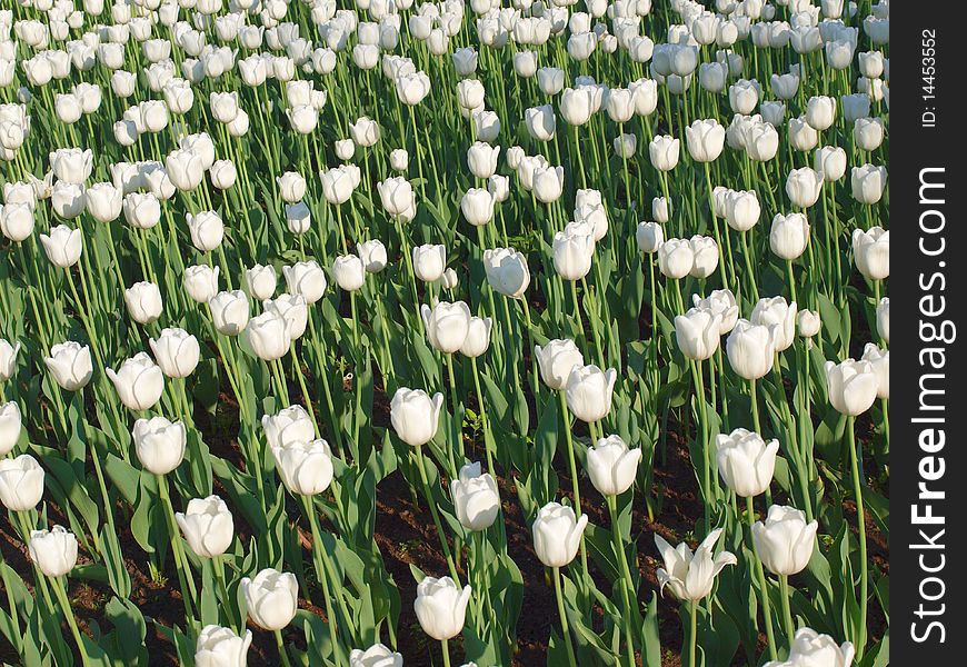 Color photograph of tulips in a field. Color photograph of tulips in a field