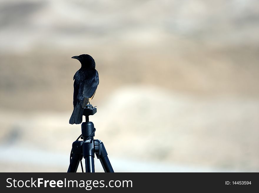 Raiven sests on a tripod in a desert. Raiven sests on a tripod in a desert