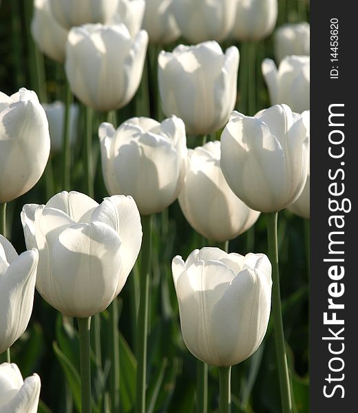Color photograph of white tulips in a field