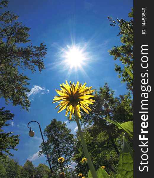 Color photograph of yellow flower in a field and blue sky. Color photograph of yellow flower in a field and blue sky