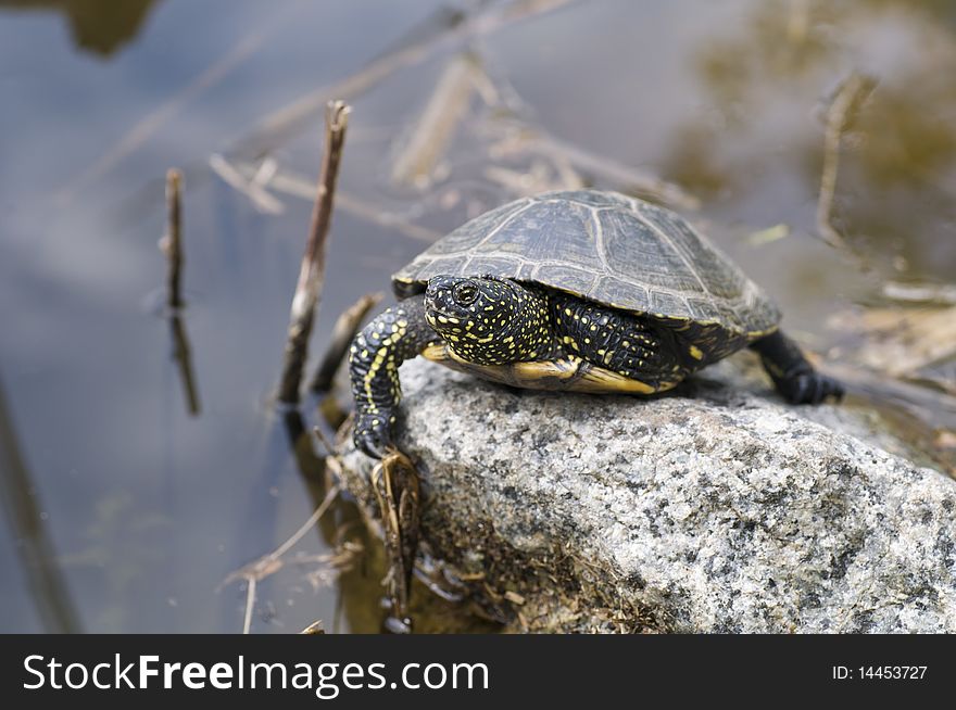 Ukraine. Nature. A small turtle on the stone near water.
