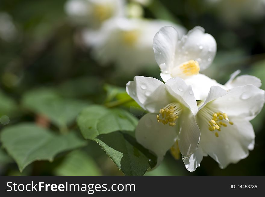 Nature. Spring. White flowers of jasmin . Nature. Spring. White flowers of jasmin .