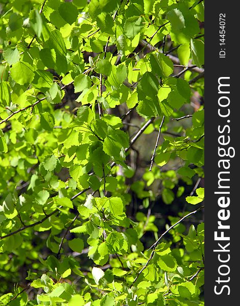 Spring green fresh birch leaves. Spring green fresh birch leaves