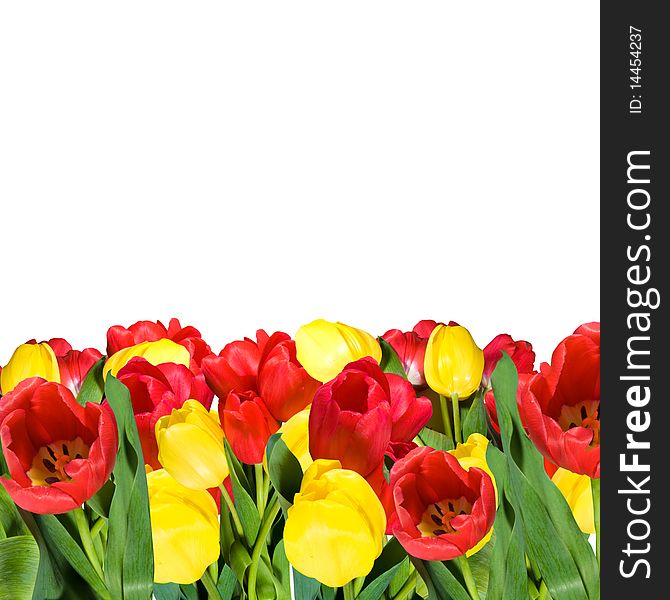 Red and yellow tulips with green leafs isolated over white