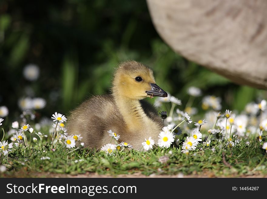 A BABY Goosling sitting amongst flowers. A BABY Goosling sitting amongst flowers