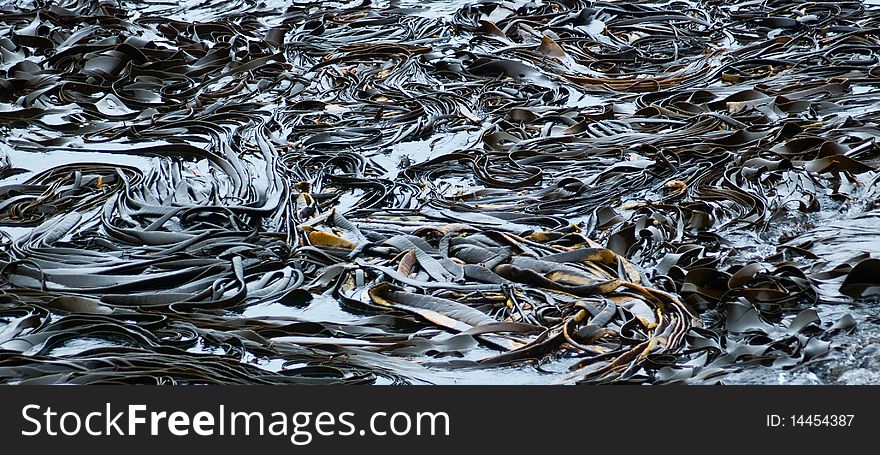 Image of bull kelp or rimurapa, the dominant seaweed of exposed rocky coasts around New Zealand and the subantarctic islands. Its thick flexible stipe supports a spongy broad blade that is usually divided into narrow straps. Image of bull kelp or rimurapa, the dominant seaweed of exposed rocky coasts around New Zealand and the subantarctic islands. Its thick flexible stipe supports a spongy broad blade that is usually divided into narrow straps.