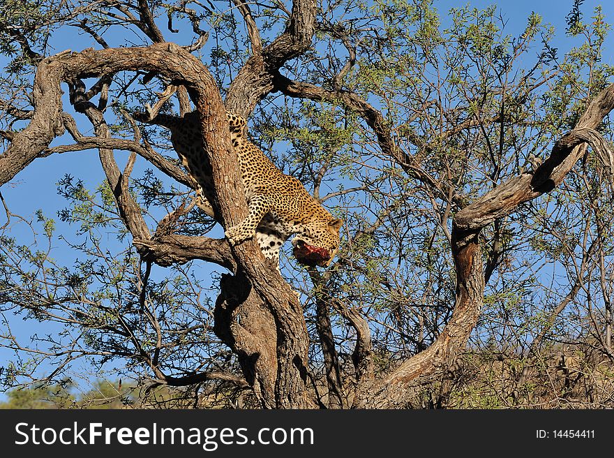 Namibia leopard in a tree. Namibia leopard in a tree