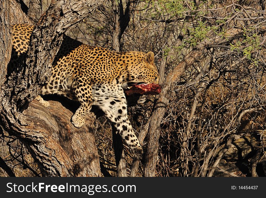 Namibia leopard on the tree. Namibia leopard on the tree