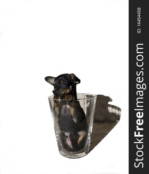 Cub Of Russian Toy Terrier