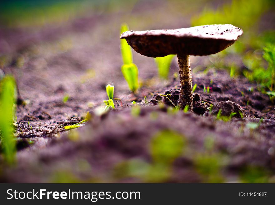 Forest mushroom in moss after bir longtime rain