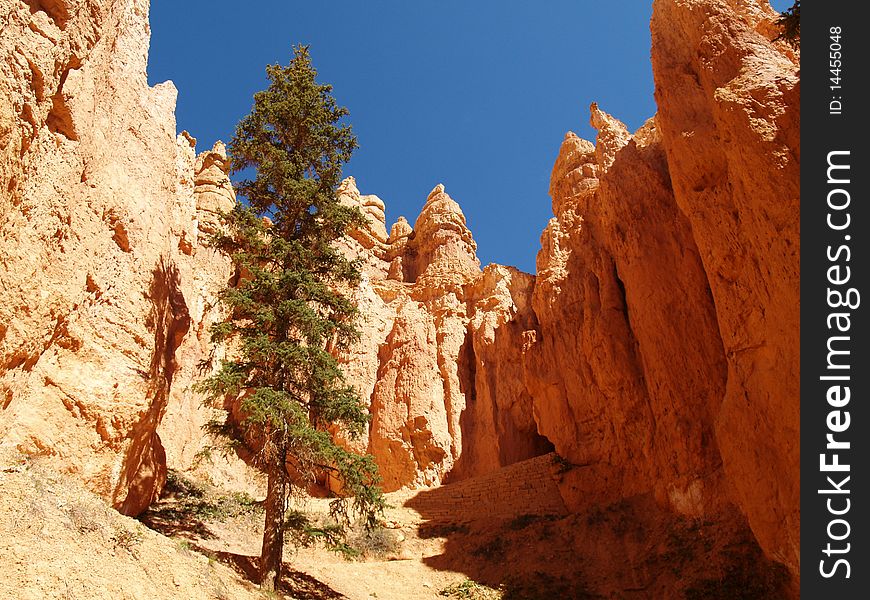 View of a lodgepole pine, hoodoos and cliffs along the trail at Bryce canyon, Ut. View of a lodgepole pine, hoodoos and cliffs along the trail at Bryce canyon, Ut