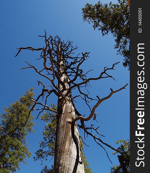 A dead lodgepole pine alng the peekaboo trail at Bryce canyon, Ut