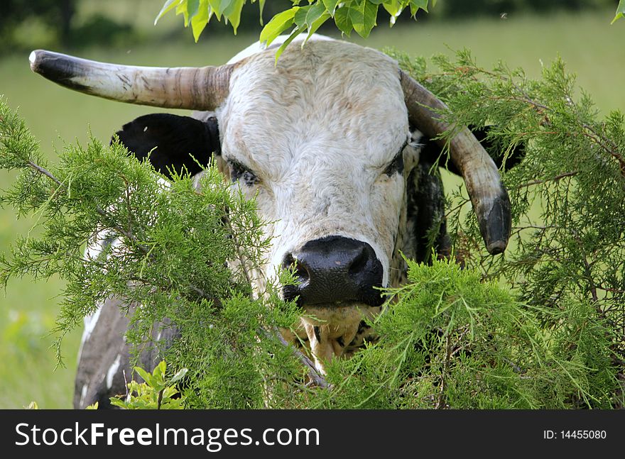 Black and white bull with one horn up and one horm down. Black and white bull with one horn up and one horm down.