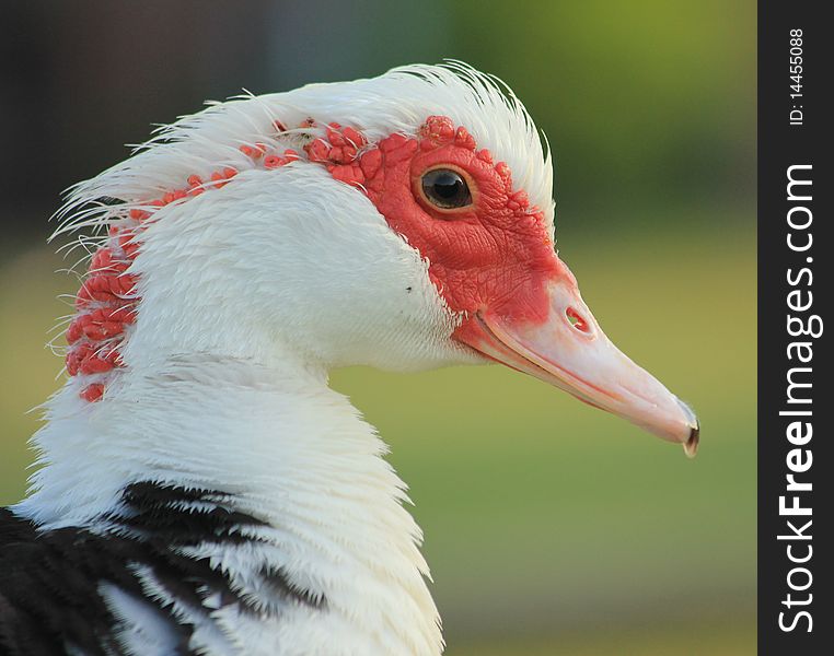 Muscovy Duck Profile