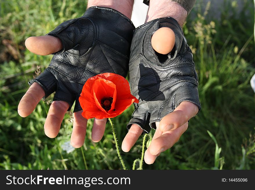 Red Poppy's and men's gloved hands as a sign of protection tenderness