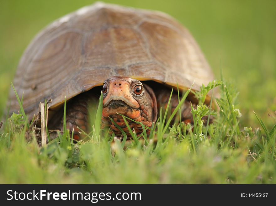 Box turtle with red eyes in the green grass.