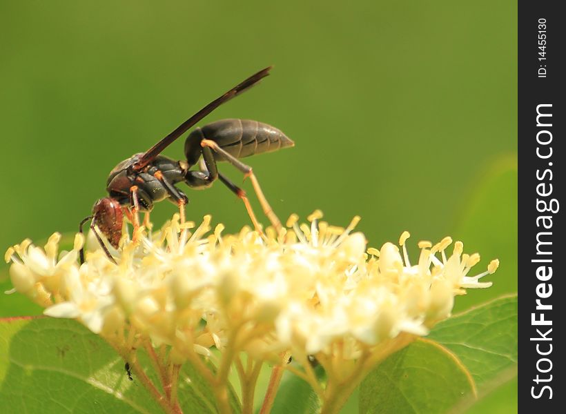 Wasp on a yellow flower. Wasp on a yellow flower.