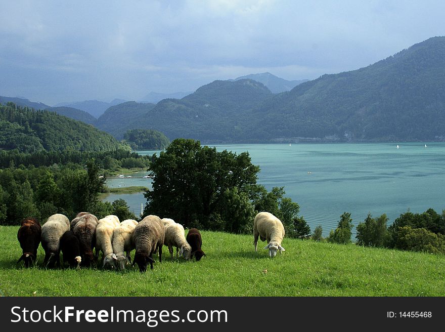 Peaceful rural landscape with sheeps, lake and mountains