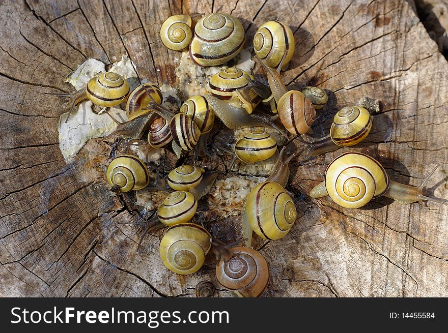 A bunch of pomatia snails on wood