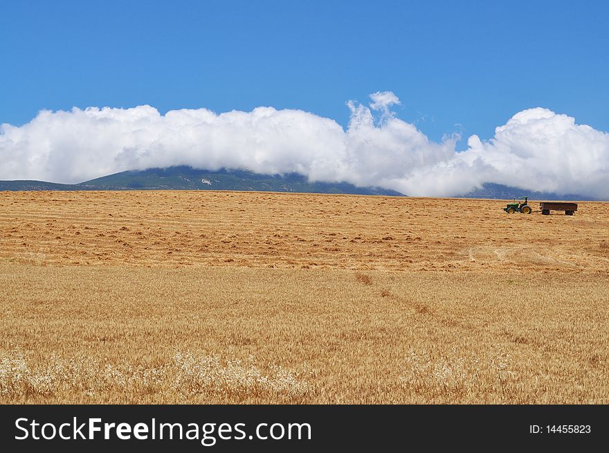 Harwested golden wheat field with blue sky and clouds. Harwested golden wheat field with blue sky and clouds