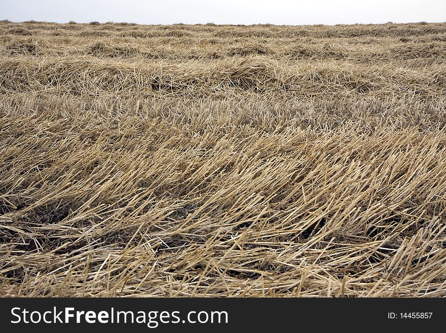 Landscape with rural fields at hot summer