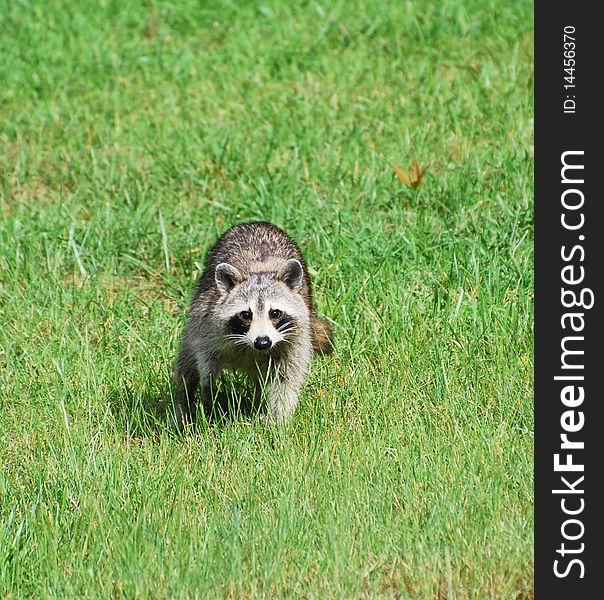 Adult raccoon roaming in a neighborhood yard