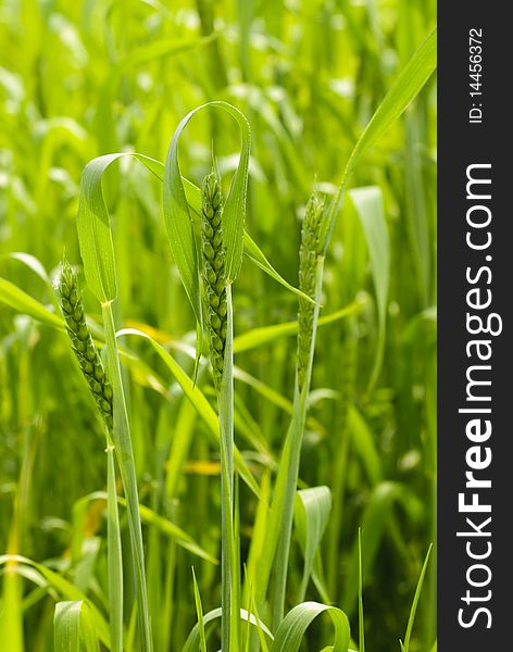 Green wheat background. Close up three ears