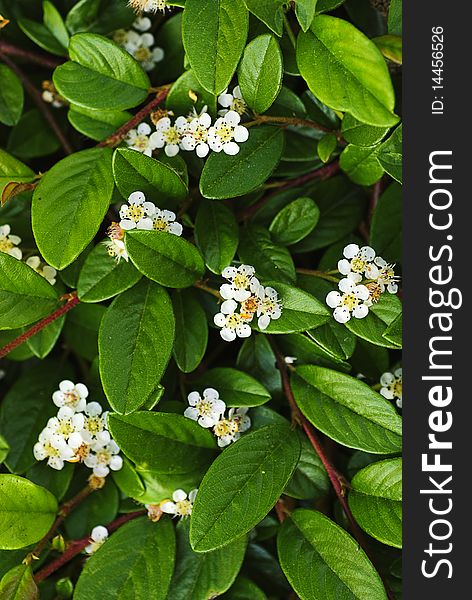 Green leaves background with small white flowers. Natural texture of plant close up. Green leaves background with small white flowers. Natural texture of plant close up.