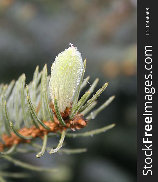 View of fresh fir-cone early morning