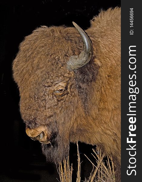 The massive head of a bison aka American buffalo. The massive head of a bison aka American buffalo