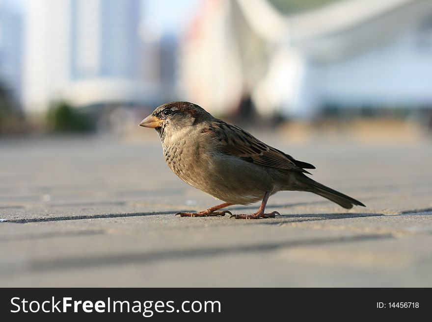 Close view of nice lonely sparrow