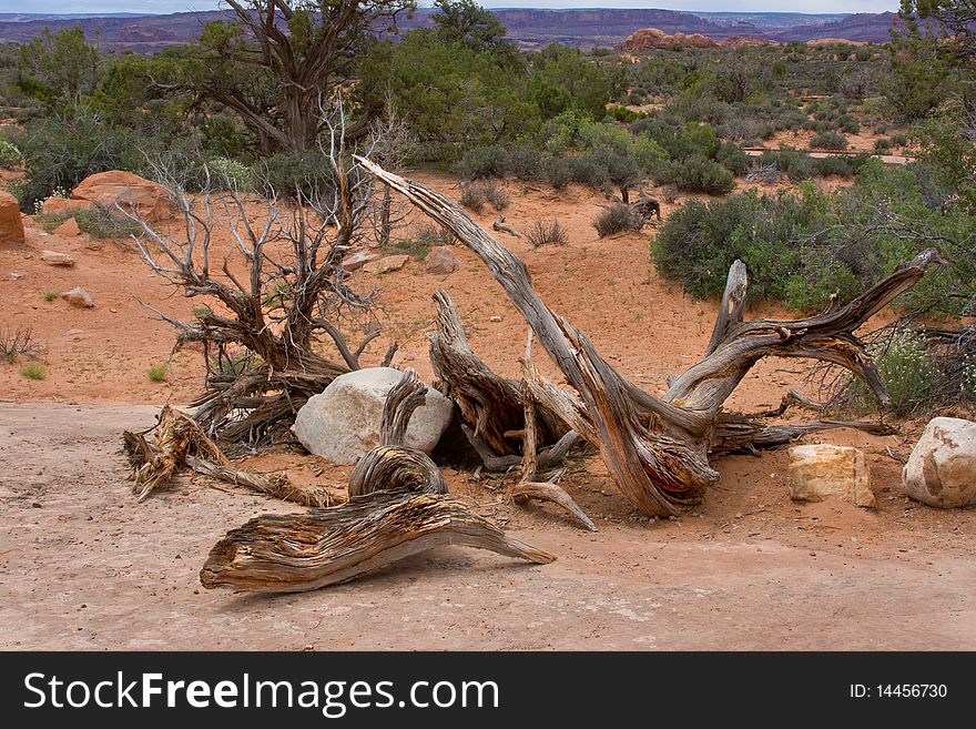 A twisted and gnarld tree in Arches Nat'l Park, Utah, USA. A twisted and gnarld tree in Arches Nat'l Park, Utah, USA