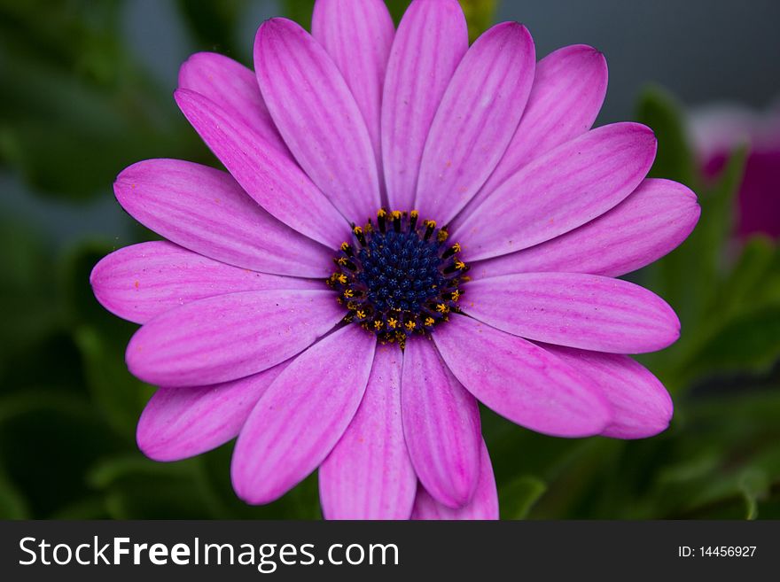 Flower with pollen and violet petals. Flower with pollen and violet petals