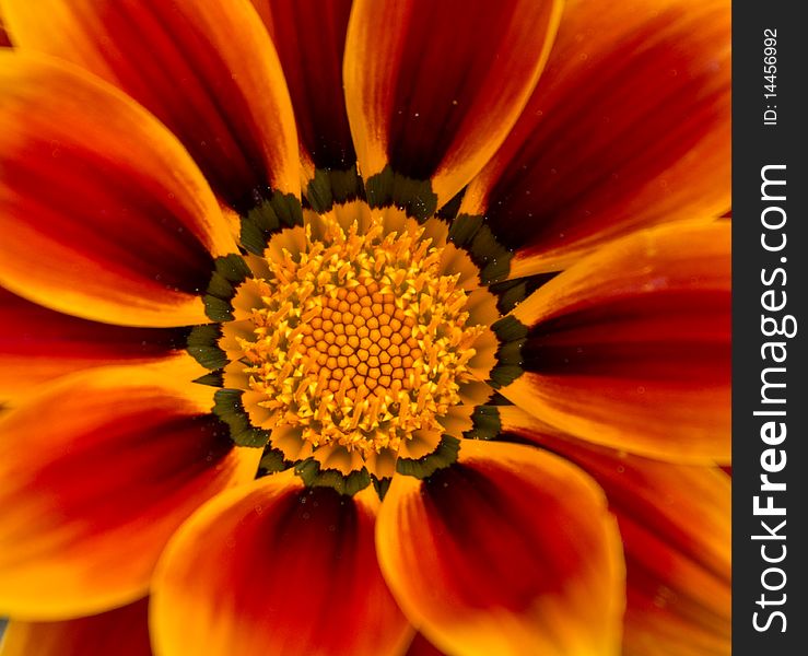 Tiger flower with orange colors and pollen